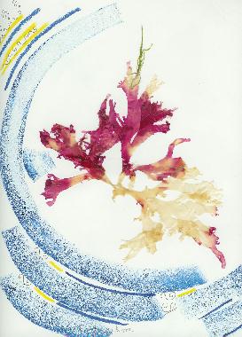 Pastel et collage d'algues roses de Bretagne de Catherine Réault-Crosnier intitulé Algues portées par la mer.