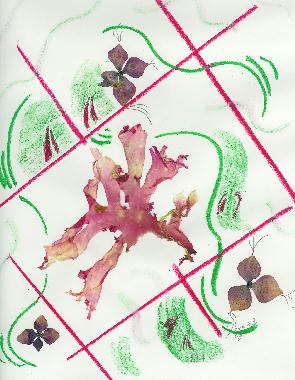 Pastel et collage d’algues roses de Bretagne de Catherine Réault-Crosnier intitulé Rose pâle.
