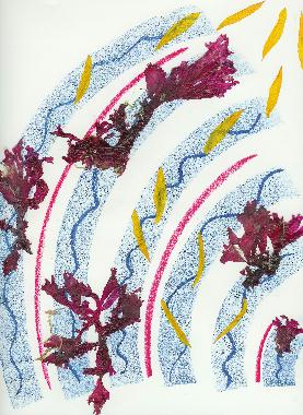Pastel et collage d’algues roses de Bretagne de Catherine Réault-Crosnier intitulé Danse des algues.