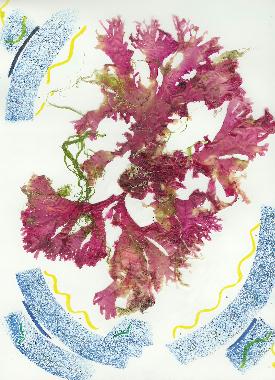 Pastel et collage d’algues roses de Bretagne de Catherine Réault-Crosnier intitulé Ballerine de la mer.