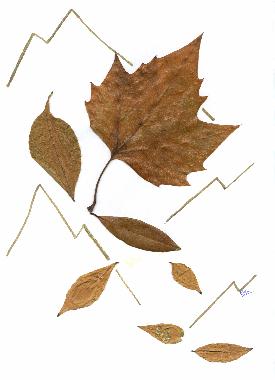 Décor de feuilles séchées réalisé par Catherine RÉAULT-CROSNIER, pour illustrer le poème "COMME LES FEUILLES" de Sergio MARENGO.